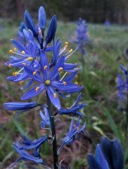 Mavi Sakal Çiçeği  Caryopteris Clandonensis