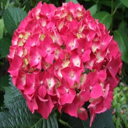 Kırmızı Ortanca Çiçeği Hydrangea Macrophylla