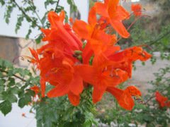 Kap Boru Çiçeği Tekomarya 30 cm