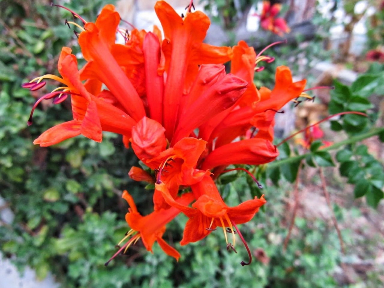 Kap Boru Çiçeği Tekomarya 30 cm