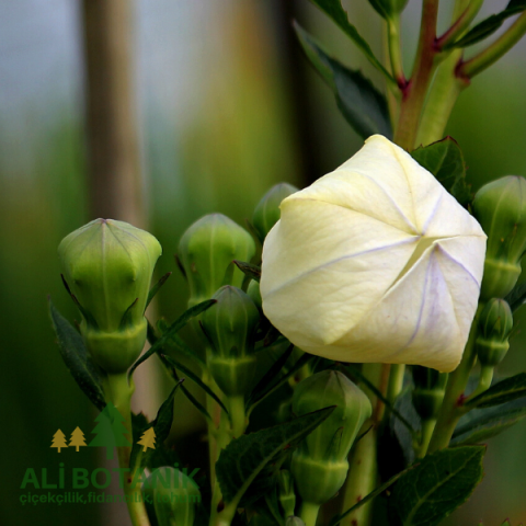 Balon Çiçeği Platycodon grandiflorus