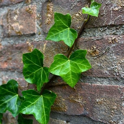 Duvar Orman Sarmaşığı