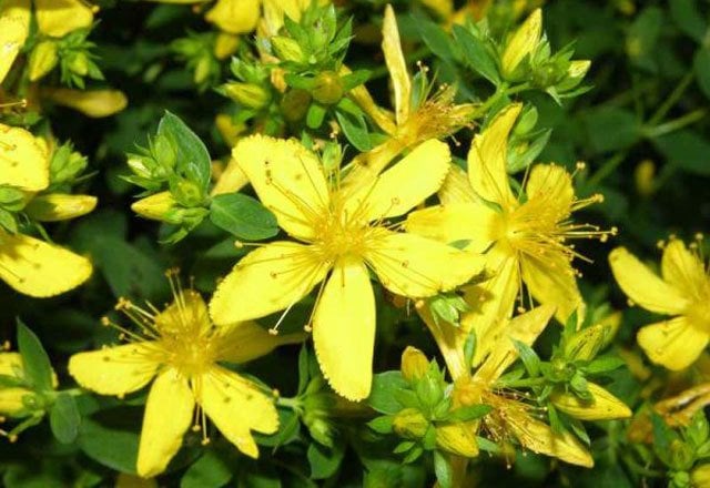 Sarı Kantaron Çiçeği Hypericum perforatum