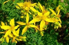 Sarı Kantaron Çiçeği Hypericum perforatum