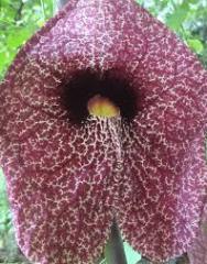 Pipo Pelikan Sarmaşığı aristolochia.elegans