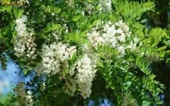 Beyaz Salkım Sarmaşığı Wisteria