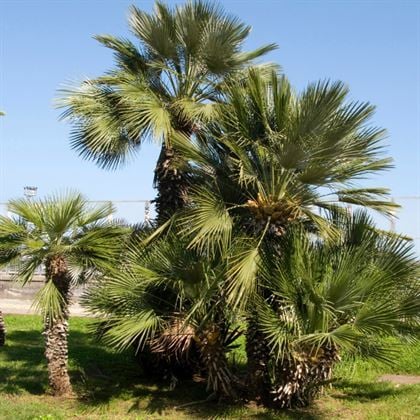 Bodur Çin Palmiye Ağacı