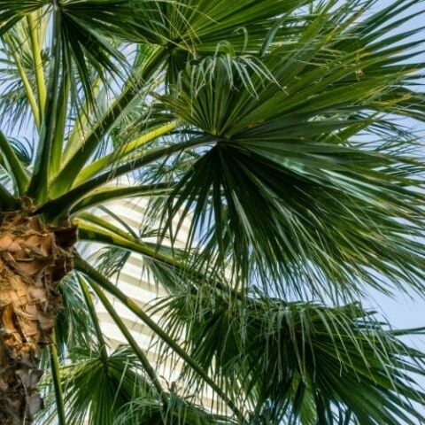 Palmiye Ağacı Washingtonia Robusta