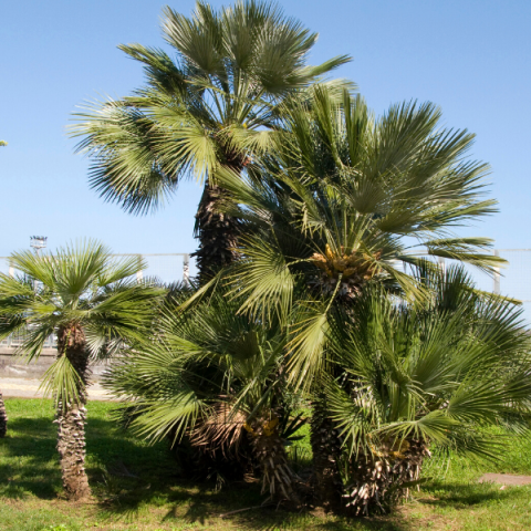 Bodur Akdeniz Palmiye Ağacı
