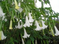 Beyaz Melek Borazanı Çiçeği Datura