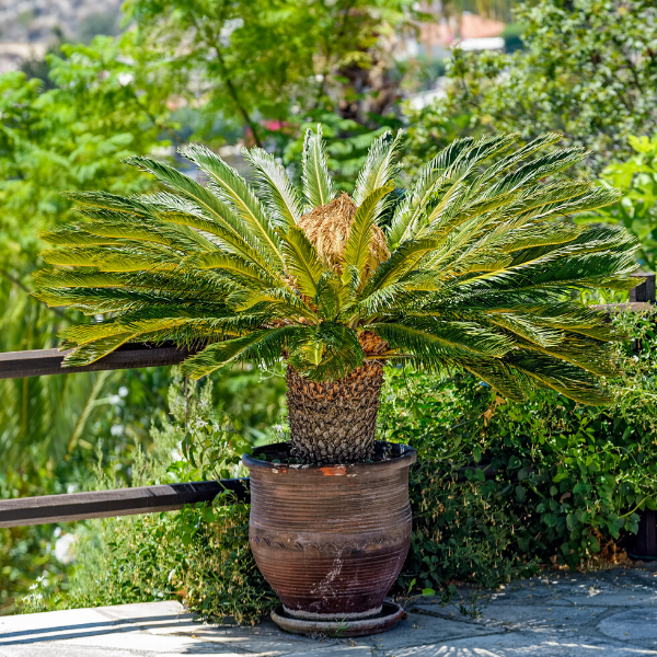Sikas Palmiye Ağacı 16 Yaşında 120 cm