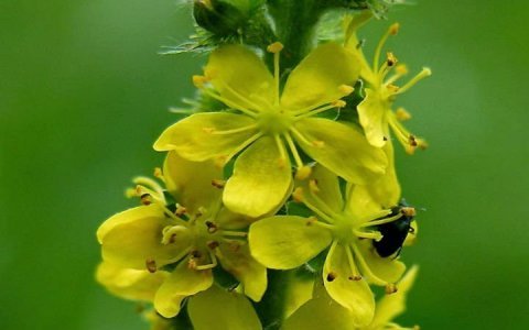 Koyunotu Bitkisi Agrimonia Eupatoria