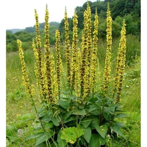 Fıtıkotu Bitkisi Agrimonia Eupatoria