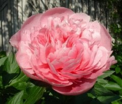 Pembe Ağaç Şakayık Paeonia arborea