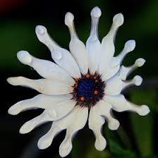 Beyaz Kaşık Bodrum Papatyası osteospermum