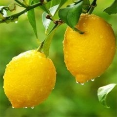 Limon Fidanı Toptan Satışı