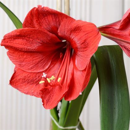 Kırmızı Zambak Çiçeği Amaryllis