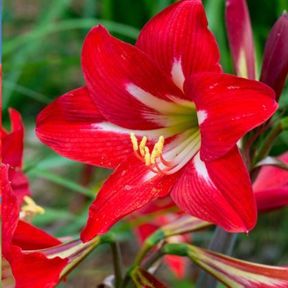 Kırmızı Zambak Çiçeği Amaryllis