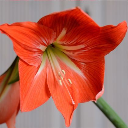 Turuncu Zambak Çiçeği Amaryllis