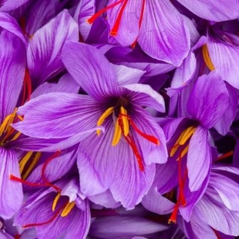 Safran tohumu 20 adet Crocus sativus