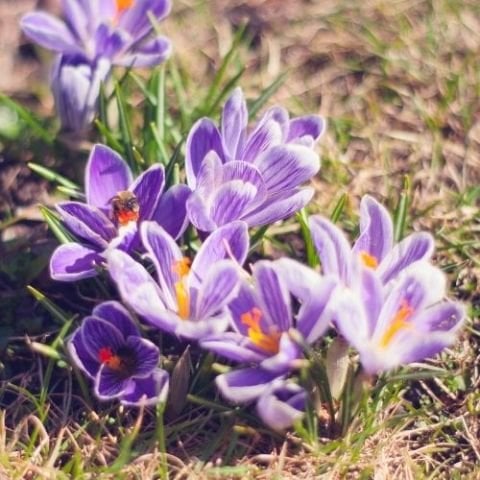 Safran tohumu 20 adet Crocus sativus