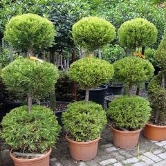 Üç Top Limon Servi Limon Çamı Ağacı