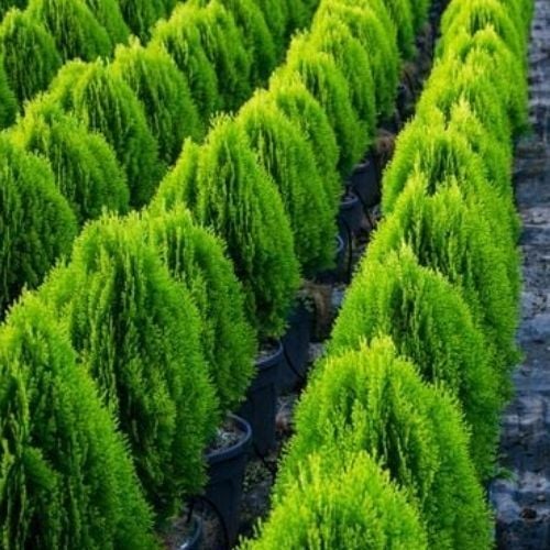 Doğu Mazı Çamı