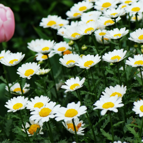 Margarit Çiçeği Beyaz Papatya
