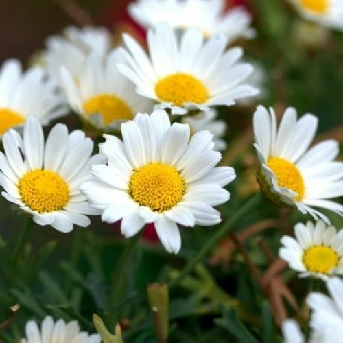 Margarit Çiçeği Beyaz Papatya