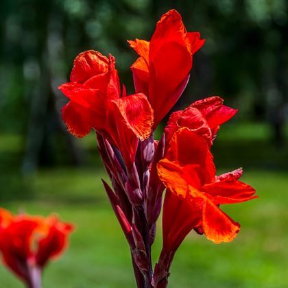 Mezarlık Çiçeği Tesbih Çiçeği Kana Bitkisi Kırmızı