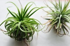 Hava Bitkisi Tillandsia