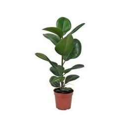 Bengal Kauçuğu ficus-benghalensis