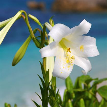 Ak Zambak Çiçeği Lilyum lilium Kokulu