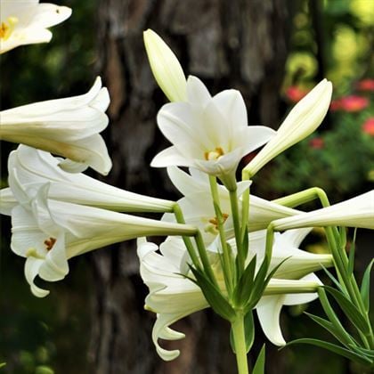 Ak Zambak Çiçeği Lilyum lilium Kokulu