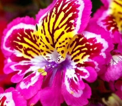 Kelebek Çiçeği  fakir orkidesi  clerodendrum