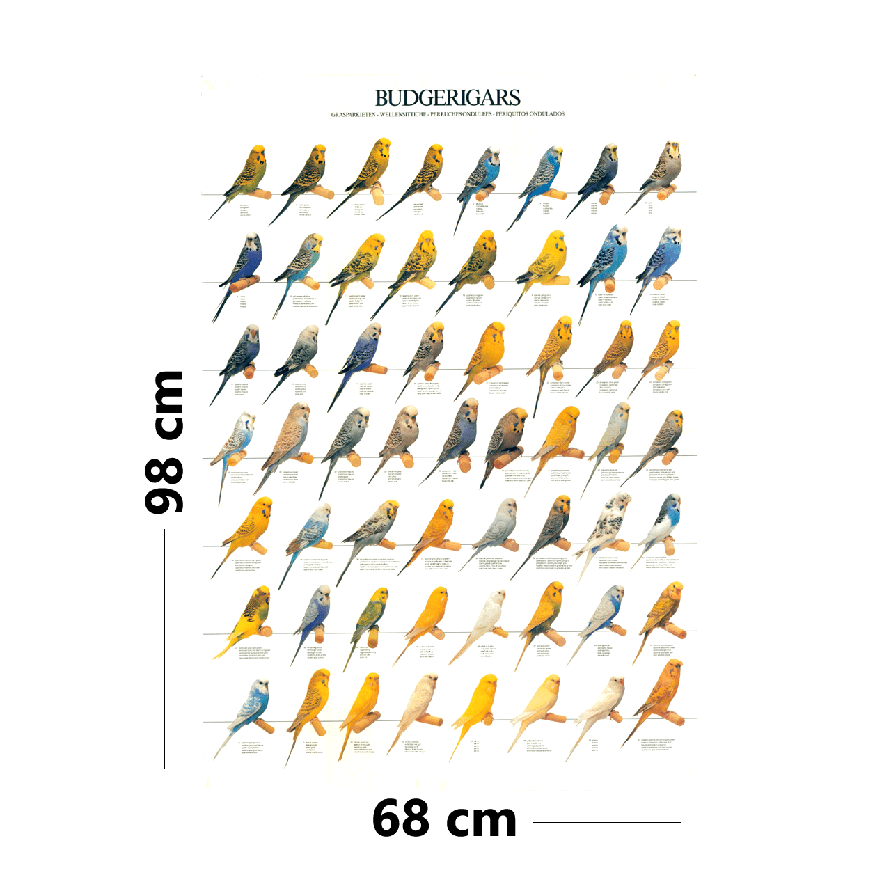 PMB Kuşe Kağıt Muhabbet Kuşu Renk Kategorileri Posteri 98x68 cm