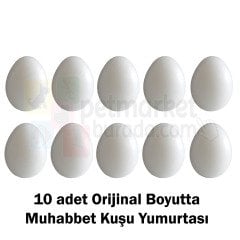 Sahte Muhabbet Kuşu Yumurtası Orijinal Boyut 10 Adet