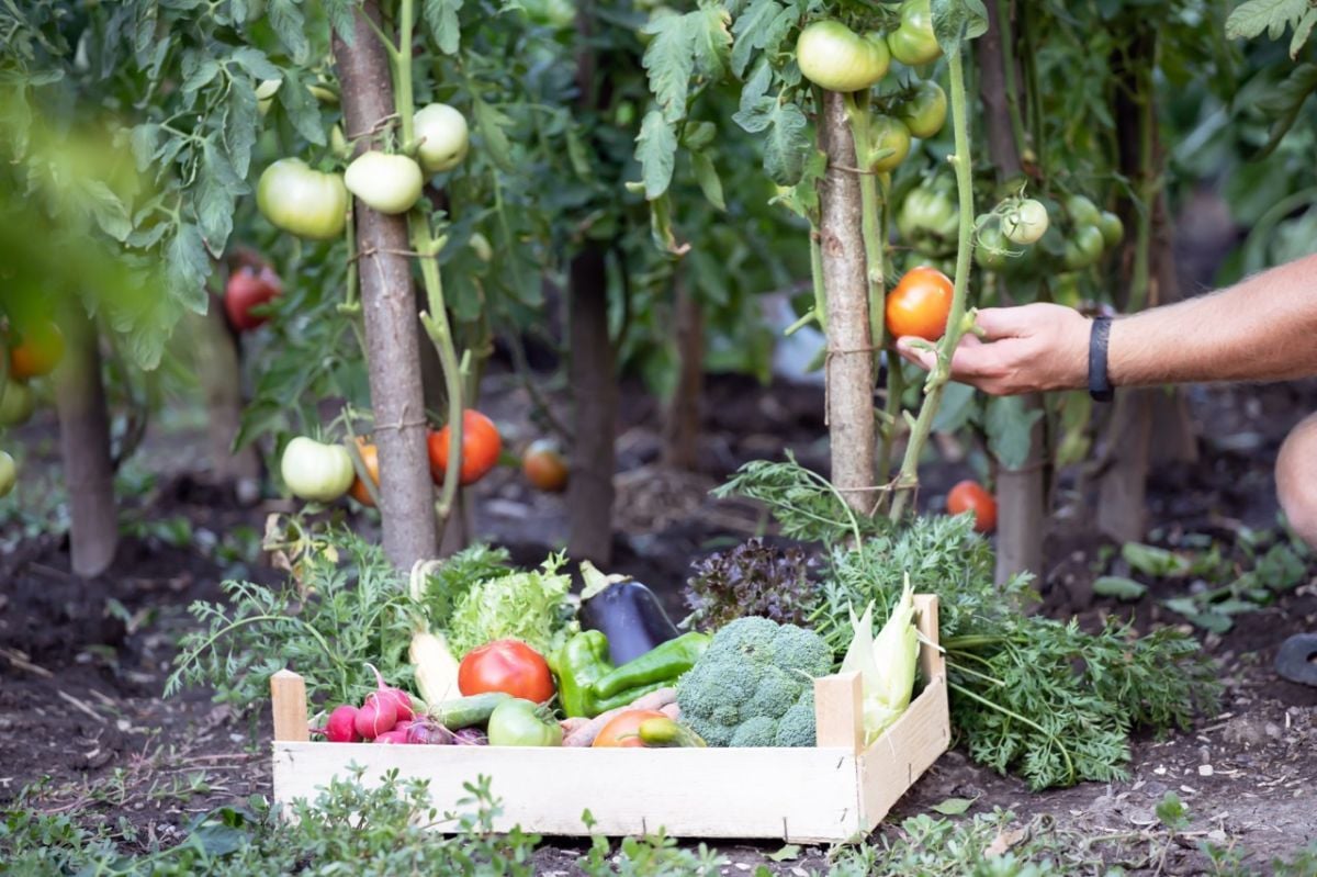 Fide ve Tohum Ekim Tablosu