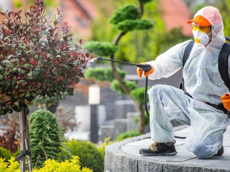 Böceklerin İstila Nedenleri