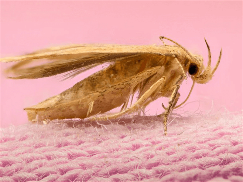 Mevsimlik Giysilerin Depolanmasında İpuçları ve Güve ile mücadele