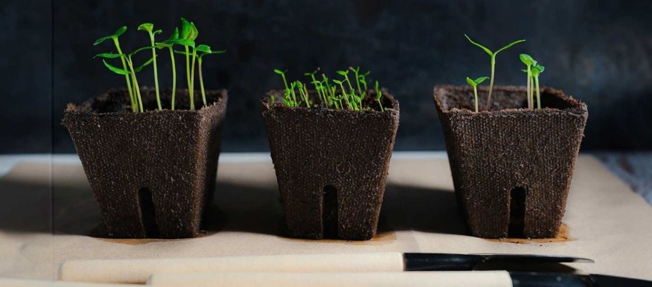 Torfta Bitki Nasıl Yetiştirilir?