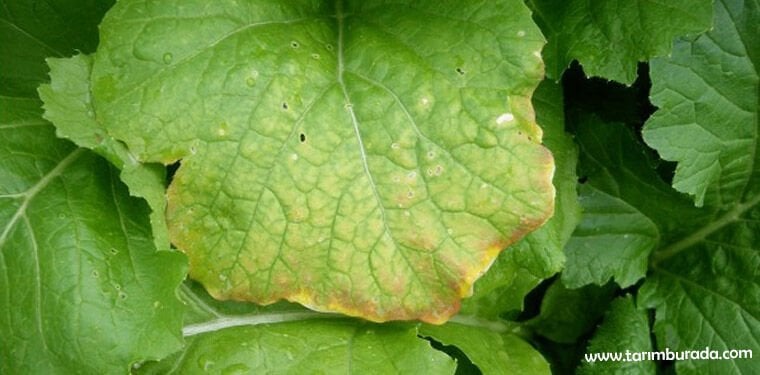 Sulfur Deficiency in Plants and Fertilization Method
