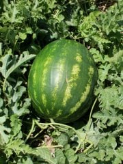 Watermelon Seed Cihan F1 1000 Seeds