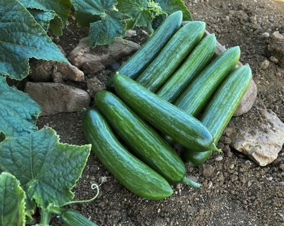 Hıyar Tohumu ASHIL F1 2500 Çekirdek