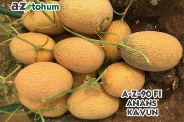 A-Z 90 Ananas Tip Kavun Tohumu F1  1000 Çekirdek