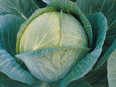 Lahana Tohumu Megaton F1