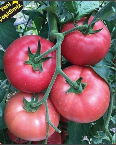 Sırırk  Pembe Domates Tohumu Bt Balaban F1 1000 Çekirdek
