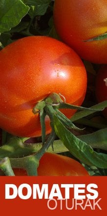 Table Seed Tomato Seed 5656 F1 3,000 Seeds