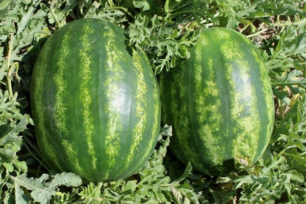 Watermelon Seed Sıraç F1 1000 Seeds