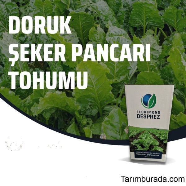 Doruk Sugar Beet Seed Coated Medicated - 100,000 Pieces